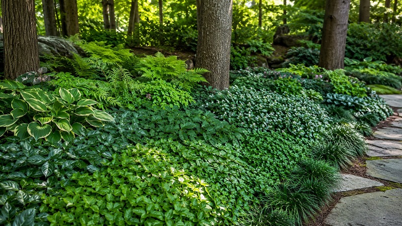 evergreen groundcovers for deep shade gardens including pachysandra, wild ginger, Epimedium, mondo grass, and Christmas fern growing beneath shaded trees