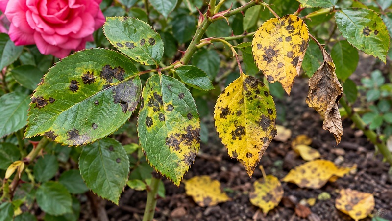 Black spot disease on rose leaves showing dark lesions, yellowing, and premature leaf drop