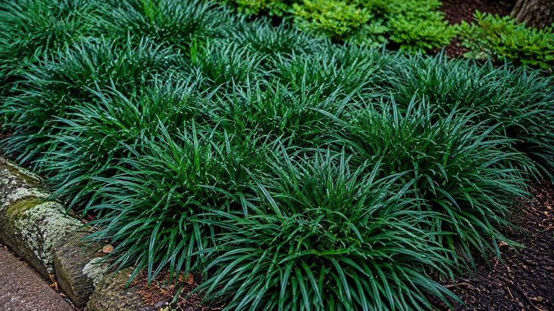 Dense clump of dark green mondo grass with fine, strap-shaped leaves acting as a groundcover
