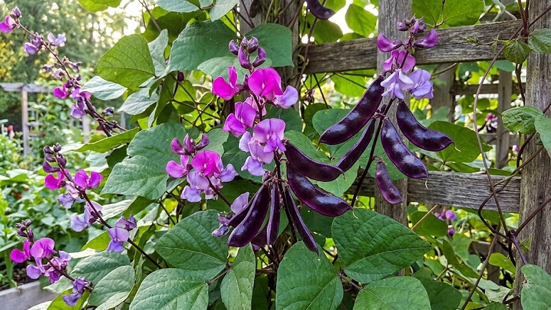 Vibrant purple flowers and glossy purple seed pods on a hyacinth bean vine with broad green leaves