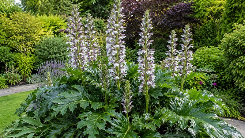 Healthy Bear's Breeches (Acanthus mollis) plant with large glossy green leaves and tall white-purple flower spikes growing in a garden