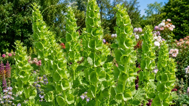 Healthy Bells of Ireland (Moluccella laevis) with tall spikes of vibrant green bell-shaped calyxes growing in a sunny flower garden