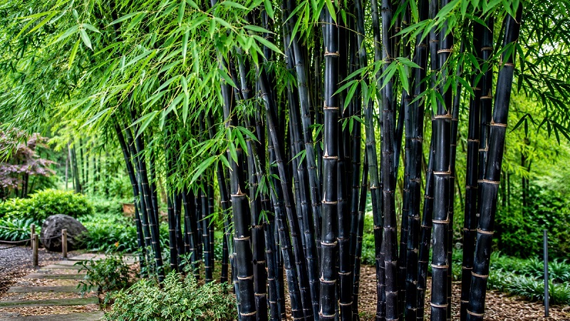 Healthy Black Bamboo (Phyllostachys nigra) with dark black canes and lush green foliage growing in a garden