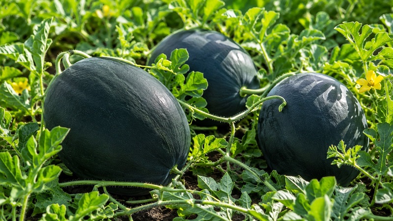 Healthy Black Diamond watermelons with dark green rinds growing on vigorous vines in a sunny garden