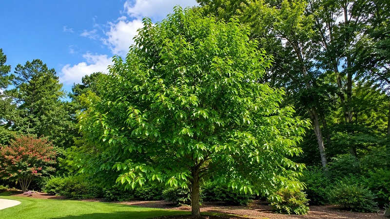 Healthy Black Gum Tree (Nyssa sylvatica) with glossy green leaves growing in a landscape garden
