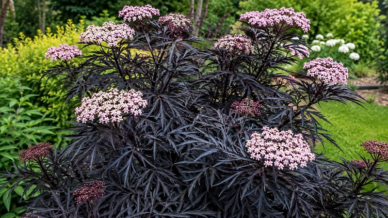 Healthy Black Lace Elderberry (Sambucus nigra 'Black Lace') shrub with dark purple-black foliage and soft pink flower clusters growing in a garden landscape