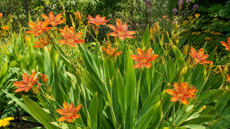 Blackberry Lily (Iris domestica) with orange spotted flowers and upright sword-shaped foliage growing in a sunny garden