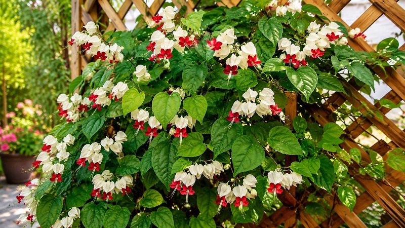 Healthy bleeding heart vine (Clerodendrum thomsoniae) with red and white heart-shaped flowers growing on a garden trellis