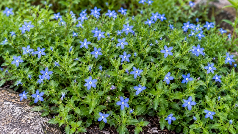 Blue Star Creeper (Isotoma fluviatilis) with small blue star-shaped flowers and green foliage growing as a ground cover