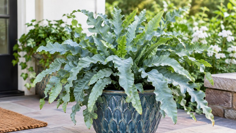 Blue Star Fern (Phlebodium aureum 'Blue Star') with blue-green arching fronds growing in a decorative container