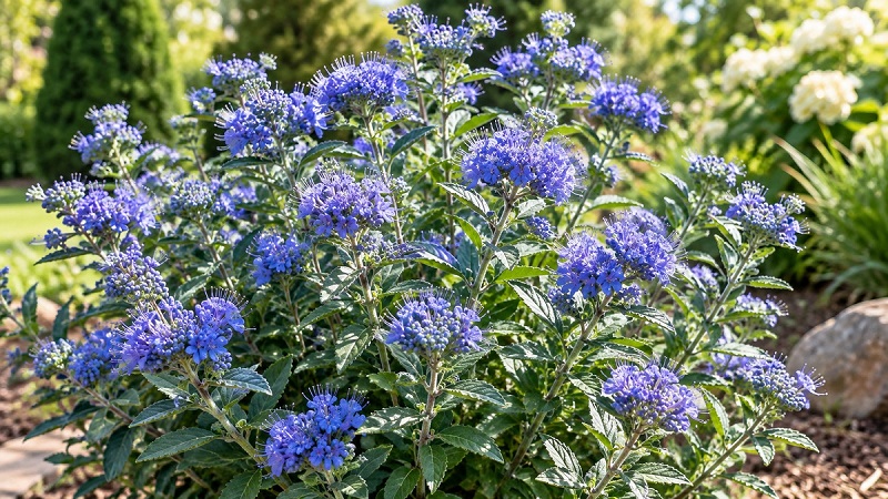 Bluebeard (Caryopteris × clandonensis) with clusters of blue flowers blooming in a sunny garden