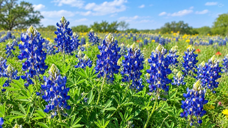 Texas bluebonnets (Lupinus texensis) with vivid blue flower spikes and green foliage growing in a sunny wildflower meadow