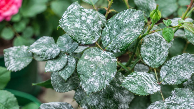 Powdery mildew fungal disease showing white powdery patches on healthy green garden plant leaves