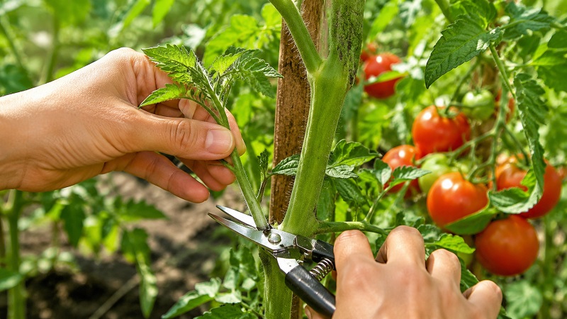 Pruning suckers from a healthy tomato vine with clean shears