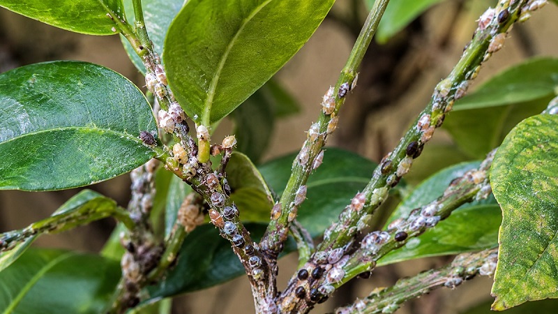Scale insects clustered on green plant stems and leaves, showing common signs of a scale insect infestation in the garden