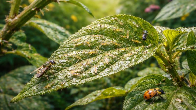 Thrips damage on leaves and flowers