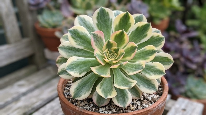 Aeonium arboreum 'Variegatum' rosette showing green leaves with cream and pale yellow variegation